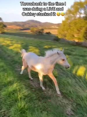 If you saw this happen live, youre on of the OGs 😂🤣 this was over 2 years ago, so safe to say he’s all good 😅😂  #horse #horsefail #horses #palomino 