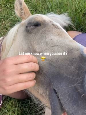 Snoozing with Oakley the little cutie #horse #cutehorse #sleepinghorse