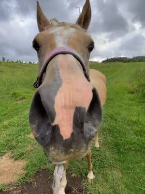 How I catch Oakley after a liberty walk! #cutehorse #horse