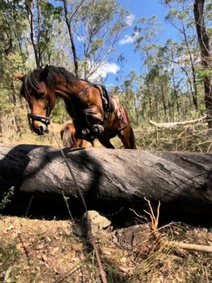 No way around either way so the only choice we had was to go over! This was during a multi day trek in remote bush a couple years back now but I just realised I’ve never shared the videos! Willow is such a wonder horse, so careful, trusting and brave 🙌 I love the life she’s given me 🩷  #Horsejumping  #horsetrekking  #Horselife