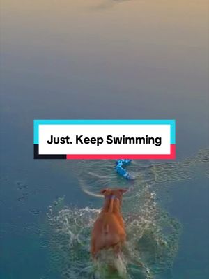Can’t keep a carshart down 😭 swimming has been great for rehab on his leg, I need to get him a new life jacket for longer adventures though - any fan favourites or suggestions? Drop a comment please ♥️ thanks lovelies #nashandkash #dogsofttiktok #happydog #dog #swimming
