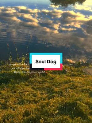 The way this dog has taught me how to find joy idk man he’s just a bean but he’s also everything ##nashandkash##dogmom##dogsofttiktok##souldog##goldenhour