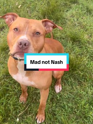 He was mad not Nash so he threw a full tantrum when his toy sank 😭 also we could not find a stick for the life of us we both searched but there was just a few tiny broken bits and he was not having it 🥲 #nashandkash #dogsofttiktok #funnydog #dog #dogmom