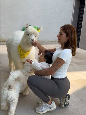 Zuzu foi no pet shop pela primeira vez