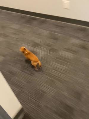 🐕🎺 #fyp