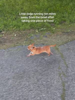 Loosing more calories than consuming #chihuahua #dogmom #fypシ