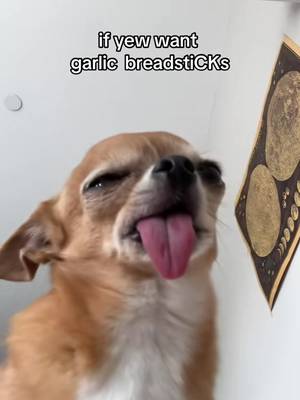 #finonka #chihuahua #dogsoftiktok