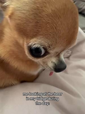 #fypシ #chihuahua #dogsoftiktok #relatable