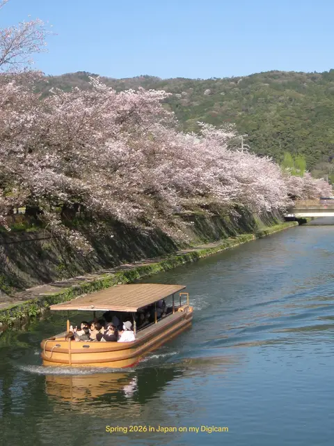 spring in japan is my favourite season ever #fyp #foryou #japan #digicam #kyoto