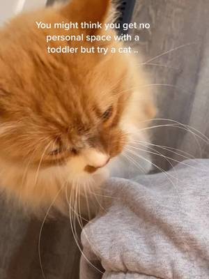 Little nubbies really going to work on this one #catsoftiktok #kittycat #paws #animalover