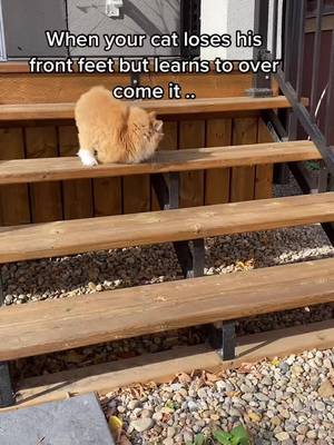 All my cats are little rockstars 😭 #cats #catlovers #kittycat #viralcats #viralcat #cattok