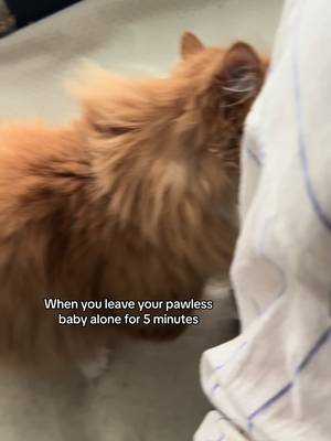 Dont mind pancakes throw up in the background . Cat mom life 🤦♀️ #cats #catlover #kitty #cat #cute #animals #fypcats