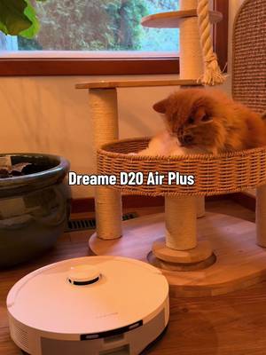 Love my cat to death. The hair tumbleweeds? Not so much. 😼💨 The Dreame D20 Air Plus handles it like a champ — vacuum + mop in one go, 120 days of hands-free dust collection, and the dual anti-tangle system means no more cutting hair off the brush. Plus I can control everything from the app while I'm actually petting him instead of cleaning. 📱 More cuddles, less struggle. @DreameUS Use my code REX2D20AP for $100 off — link in bio ✨ #Dreame #DreameD20AirPlus #DreameRobotVacuum