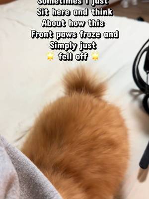 Peep the missing tail as well #cats #cutecats #fypcats #catsofttiktok