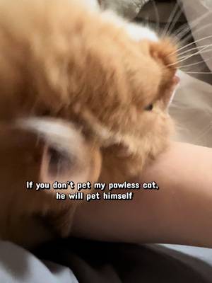 He just wants his head scratched 24/7 is that too much to ask ? #catsoftiktok #kittycat #cats #fypcat
