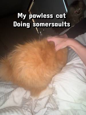 What do you rate him ? #cats #cute #animals #catsoftiktok
