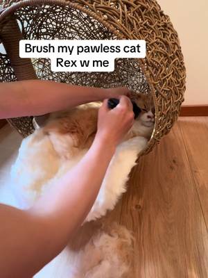 Keeping Rex happy n fluffy #ad @Refuresh #groomthesmarterway #lessfurmorefresh #desheddingbrush #catscatscats