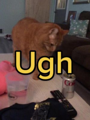 #catsoftiktok #ugh #gravity #catthings #OhNo #oops #chonk #attention