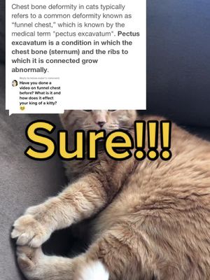 Reply to @kotaa.soda #greenscreensticker #funnelchest #catsoftiktok #explanation