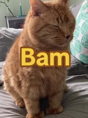 Craving drama #attention #memories #cats #bam