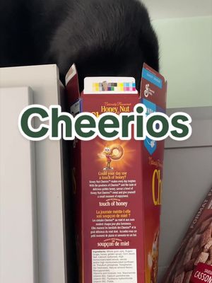 Snackies 🥣 @cheerios #catsoftiktok