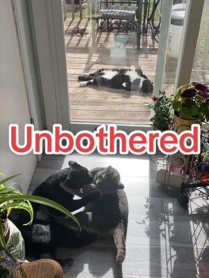 Unbothered king 👑 #tuxedocat #catsoftiktok