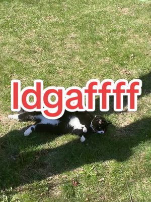 Spring = IDGAF mode 😎 #sun #spring #tuxedocat
