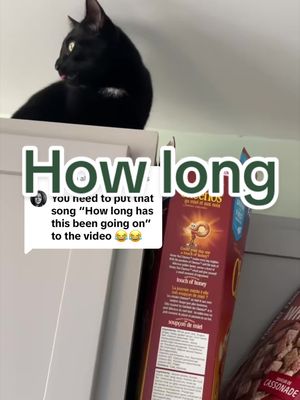 Replying to @allworknoplay🧡🧡 #howlong #catsoftiktok