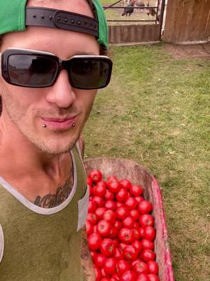 The goats eating a huge wheelbarrow of tomatoes!  #ryleeranch #kalanrylee #followme #foryou #foryoupage #fyp #trending #tiktok ##Love#animals #viral ##Outdoors##Summer#farm #farmlife #dailylife #gayboy #farmboy #alberta #goat #goatsoftiktok #tomato #funnyvideos #funny