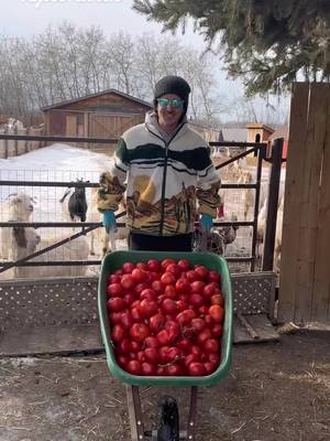 Kalan here at the Rylee Ranch. Today on the menu, a giant wheelbarrow of tomatoes! #ryleeranch #kalanrylee #followme #foryou #foryoupage #fyp #trending #tiktok #Love #animals #viral #Outdoors #winter #farm #farmlife #dailylife #gayboy #farmboy #alberta  #asmr #asmrsounds #asmrvideo #asmrtiktoks #asmrfood #asmreating #goatasmr  #maplethegoat #dollythegoat  #goat #stitchthegoat #lilothegoat #moanathegoat #annathegoat #elsathegoat #dumbothegoat #marythegoat #tinkerbellthegoat #goatsoftiktok #tomato 