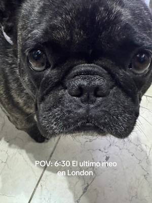 #mascotas #frenchies #paratiiiiiiiiiiiiiiiiiiiiiiiiiiiiiii #electronicmusic #london