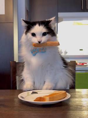 When you live with a bread stealing cat. ๐ #catsoftiktok #cats #catsandfood