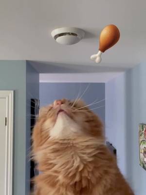 Heโs at it again! ๐บ#dancingcats #PuddingTok #gingercatsrule