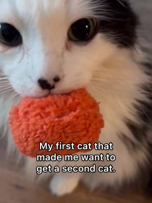 Thereโs always one ๐คช #catsofcanada #funnycatsoftiktok #catsoftiktok