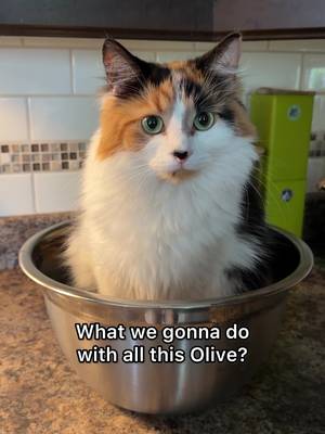What would you do with a big bowl of Olive? ๐ซ #catsoftiktok