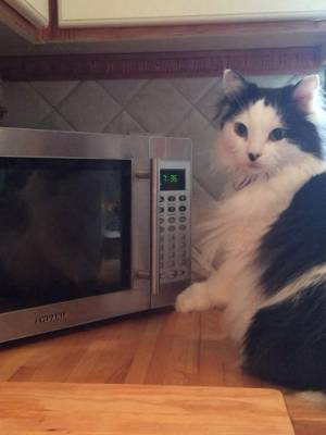 Oreo was a very smart cat, especially when it came to his favourite food group, bread. ๐ He knew that we kept the bread in the microwave so heโd continuously paw at it. Too bad he didnโt have opposable thumbs. #catsoftiktok