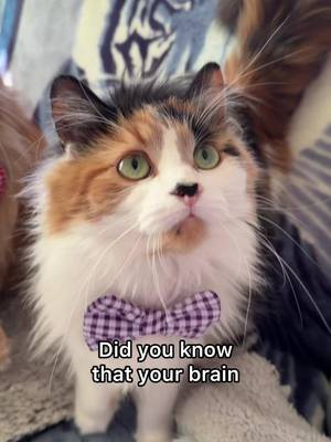 Backed by science ๐๐๐ #catsoftiktok