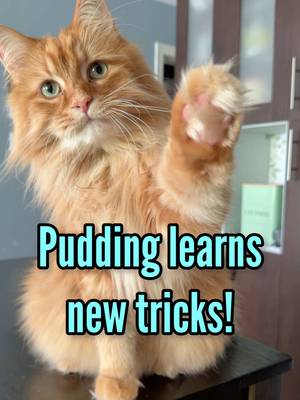 Pudding learns how to do a fist bump and a low five. Check out how smart he is! #cattricks #catsoftiktok #orangecatsoftiktok