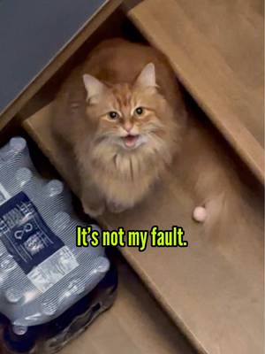 Itโs all his. ๐งก #talkingcat #catsoftiktok #orangecat