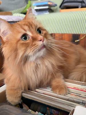 My house is full of Pudding. ๐งก๐ฎ #catsoftiktok #orangecatsoftiktok #funnycats