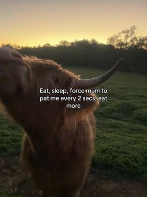 With a side of pigroot #highlandcow #cow