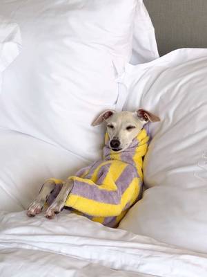 Do dogs experience jet lag? Kala definitely seems a little sleepy. Or maybe it’s from the big travel day 🤷🏼♂️