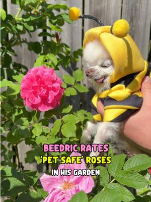 Wake up and smell the roses 🌸🐝 Beedric the tiny chihuahua bee can tell the roses apart just by smelling these 😉 Roses are perfect for a pet safe garden 🥰 However you have to be mindful of their thorns and keep your distance 😅 Damask rose smells absolutely divine and is Beedric’s favourite  🌸 You can tell he loves it by his big dog smile 🥰 Which one is your favourite? 🌸🐾🥰🐝🐶