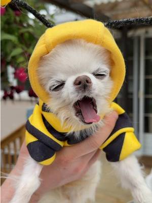 No stress, just vibes in the garden with two tiny chihuahua bugs 🐝🌸🐞 Beedric the tiny chihuahua bee woke up to run around his garden and smell all the flowers 🌺 Her sister Maya the Ladybug chihuahua could barely keep up with him 😆 It’s Pollinator Week so these two are super busy 🥰 😉🐾🐝🐞🥰 #chihuahua #funnychihuahua #bee 
