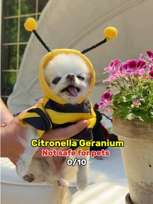 Some flowers are meant to be admired from afar 🌸🐝 Beedric the tiny chihuahua bee is back to educate about pet safe flowers 😉 Citronella is great for repelling mosquitoes, but not great for eating 😅 Expect a tummy ache and terrible taste 😆 Chives are a big NO for dogs, can cause an expensive vet visit or even worse 😳 Asitilbe is perfect for a pet safe garden! 🌸 Looks pretty and easy to care for 🥰 Share this message with a pet parent! 😉🐾🐶🐝