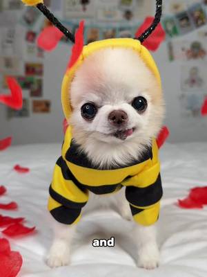 Baby boy, honey bee 🐝🥰 A little wink from tiny chihuahua Cedric will immediately cure your blues 😉 Cedric or as his hero bee alter ego Beedric is on a mission to make your days brighter by just looking SO cute 🥰 I hope his cute little charm made you smile today 🤗 Did it work ? 🐝🐾🐶🥰 #chihuahua #cutedog #chihuahuacedric 