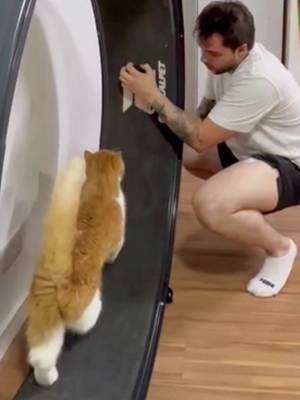 E foi assim que o Titinho aprendeu a correr na roda 😂😂😂 #catplaying #catsoftiktok #spinthewheel #foryou