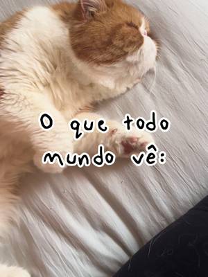 #CapCut eles crescem tão rápido 🥹 #cats #catsoftiktok #catsvideo