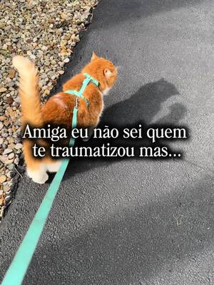 Vocês passeiam com o gato de vocês?