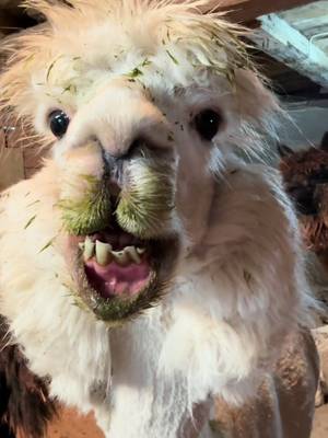 Replying to @Happy Local Potato not a THOUGHT behind those eyes